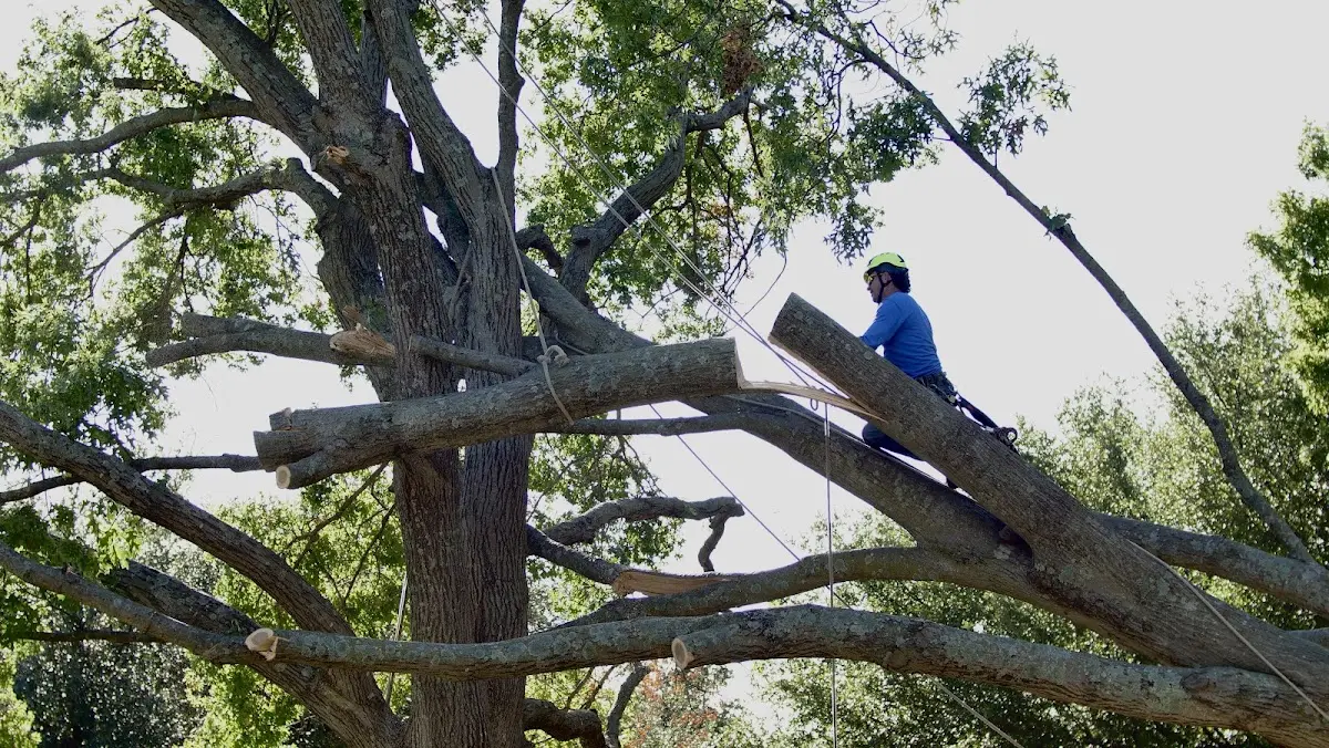 Professional Crown Thinning performed by certified arborists in Clarendon
