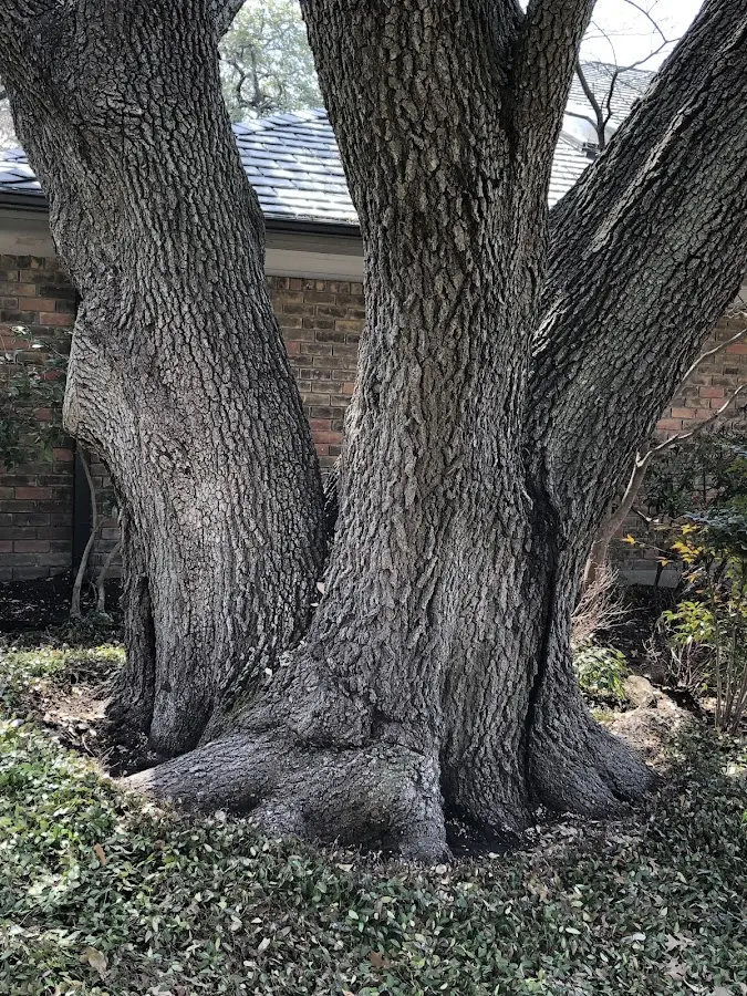Mature heritage tree close to a Clarendon property cared for by certified arborists